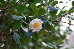 椿_神代植物公園