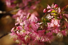 ヒマラヤ桜_新宿御苑