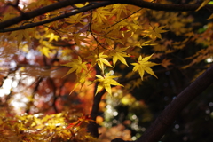 紅葉_高円寺