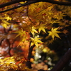 紅葉_高円寺