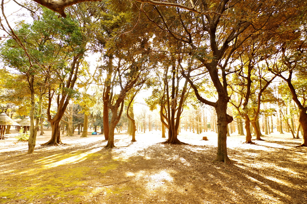 黄金色の森_代々木公園