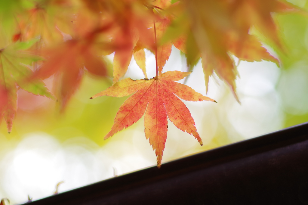 紅葉_林芙美子記念館