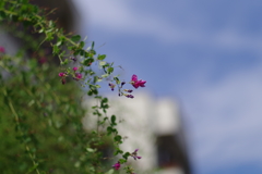 ハギ_桃園川緑道