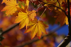 紅葉_国営昭和記念公園