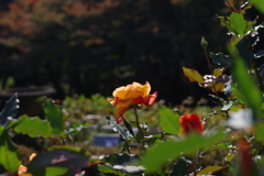 バラ_旧古河庭園