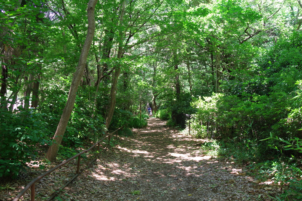 小路_井の頭恩賜公園