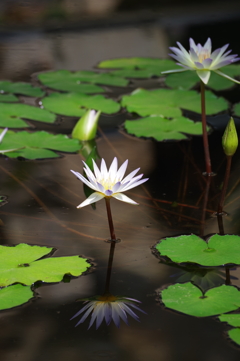 睡蓮_神代植物公園