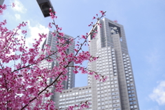 都庁と桜_東京都庁