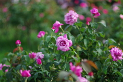 バラ_神代植物公園