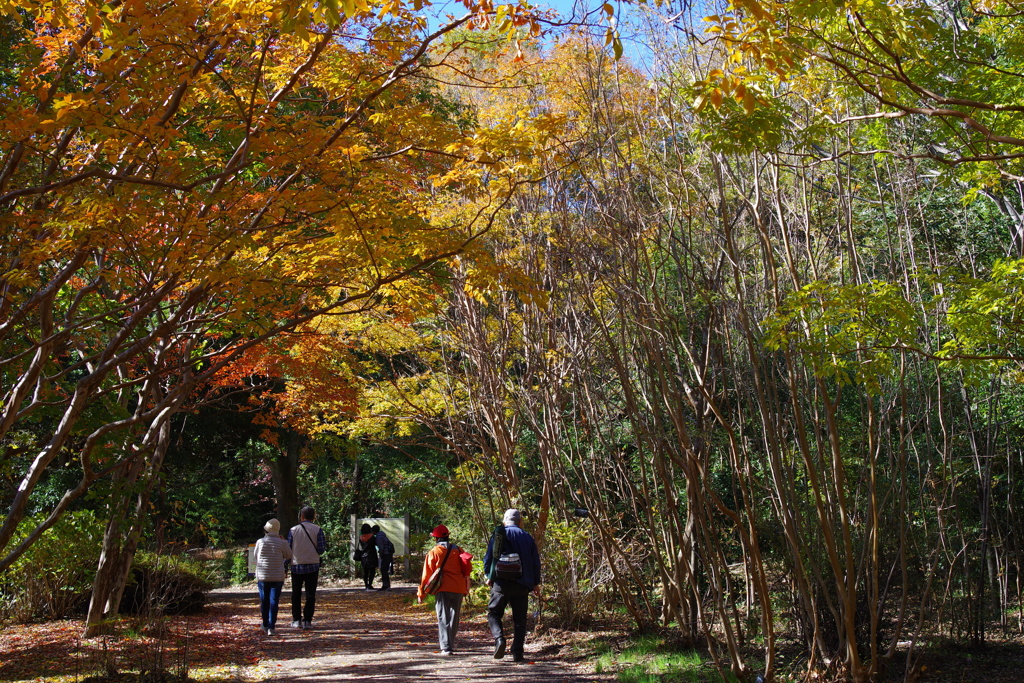 二人で歩く道_昭和記念公園