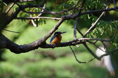 カワセミ_旧古河庭園