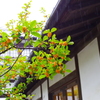 キンモクセイ_栗林公園