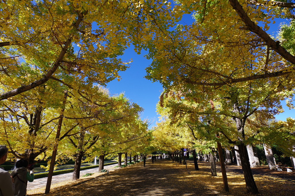 昭和記念公園