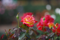 バラ_神代植物公園