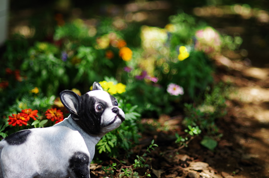 犬_昭和記念公園