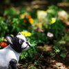 犬_昭和記念公園