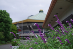 サルビア・レウカンサ_北の丸公園