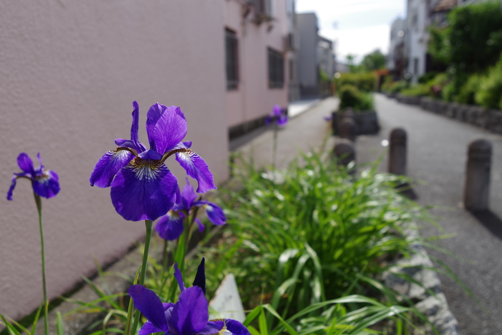 ヒメシャガ_桃園川緑道