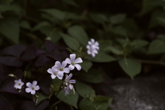 カタバミ_桃園川緑道