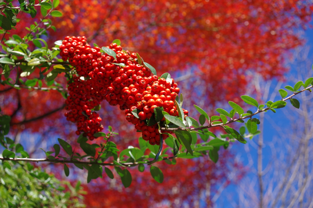 トキワサンザシ_紅葉山公園