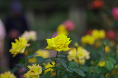 バラ_神代植物公園
