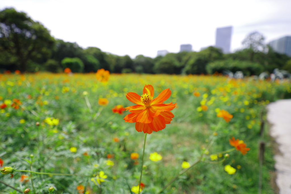 キバナコスモス_浜離宮恩賜庭園