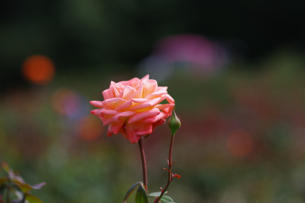 バラ_神代植物公園