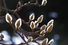 ハクモクレン_新宿御苑