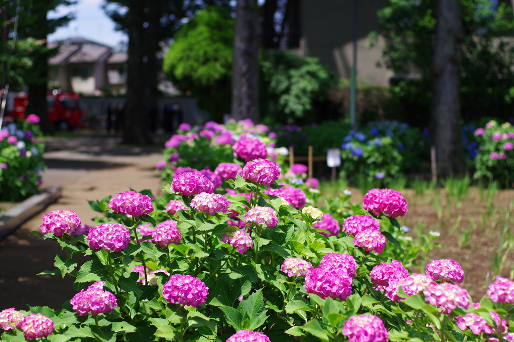 紫陽花_妙法寺