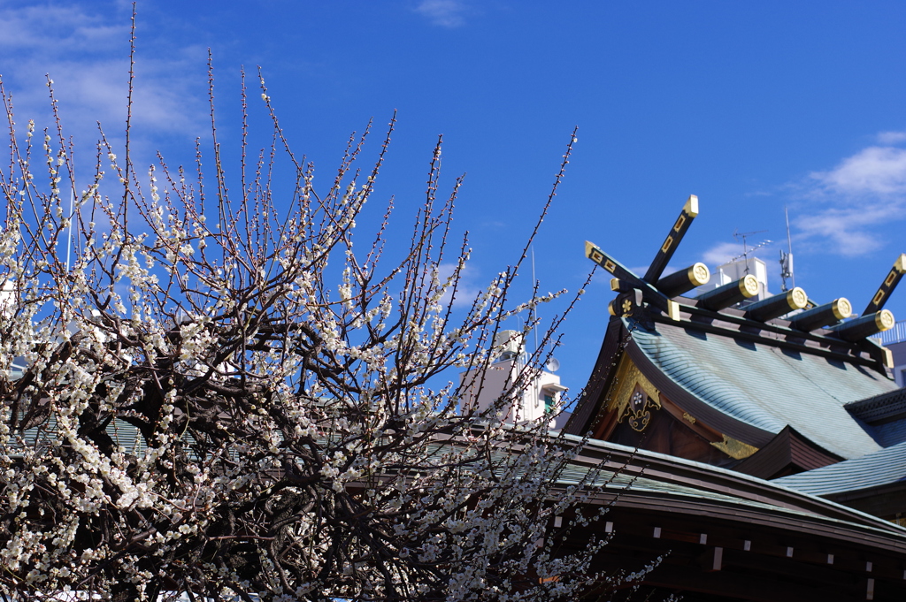 梅_湯島天神