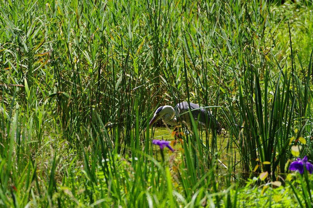 アオサギ_北の丸公園