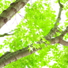 楓_紅葉山公園