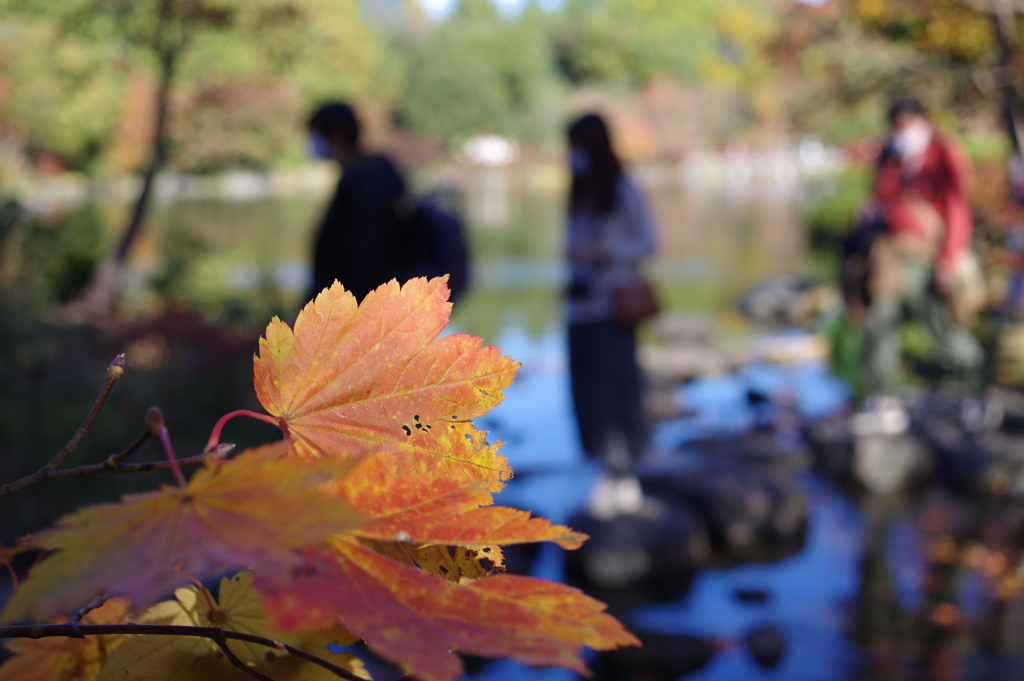 紅葉_昭和記念公園