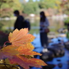 紅葉_昭和記念公園