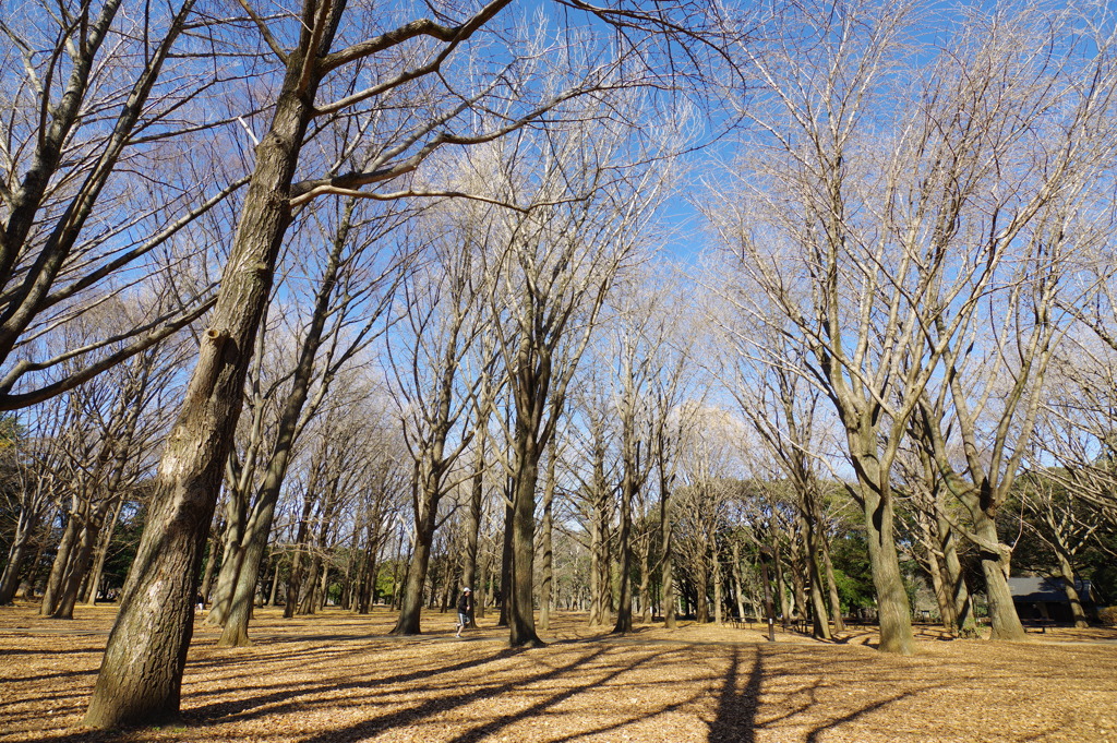 代々木公園