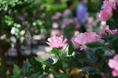バラ_新宿中央公園