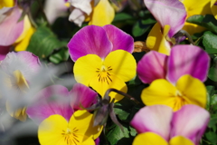 ビオラ_新宿御苑