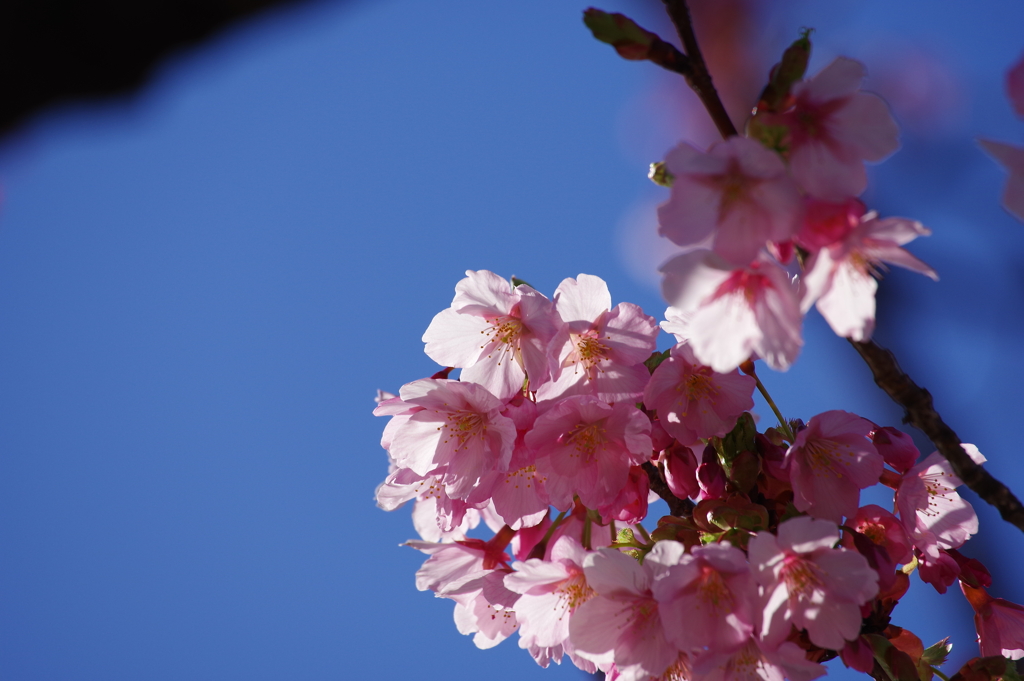 修善寺寒桜_新宿御苑