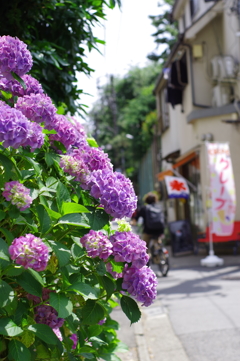 紫陽花の路地