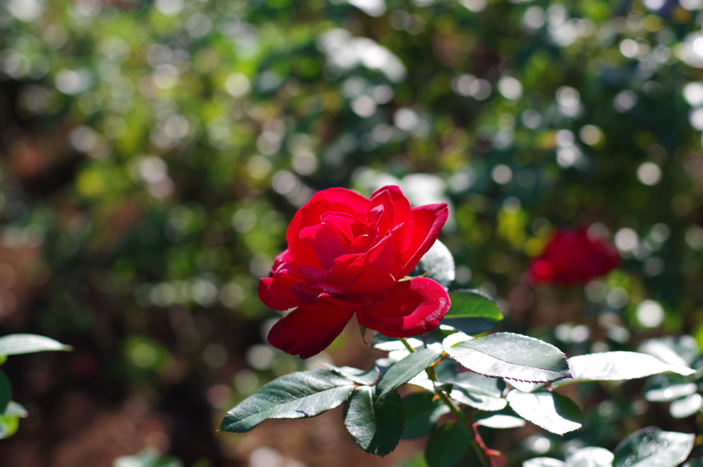 薔薇_神代植物公園