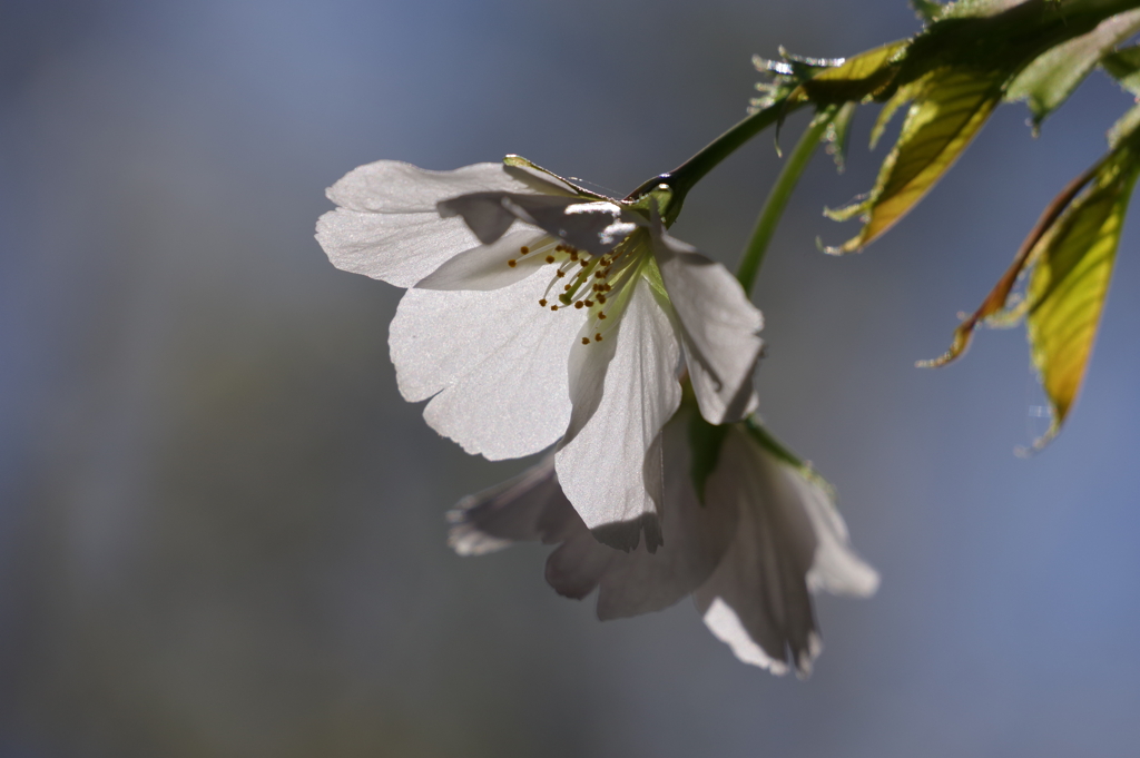 ソメイヨシノ_新宿御苑