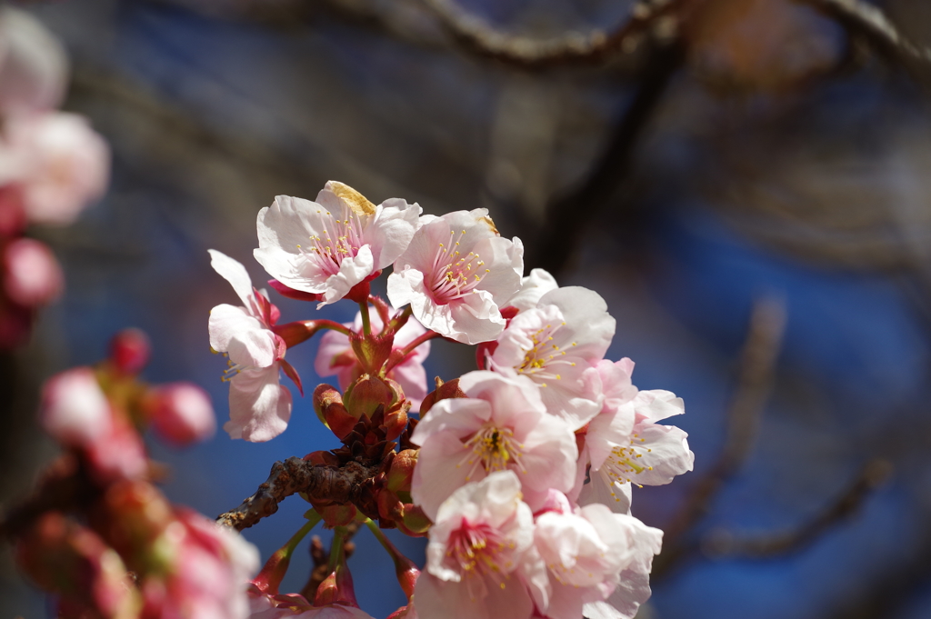 薩摩寒桜_新宿御苑
