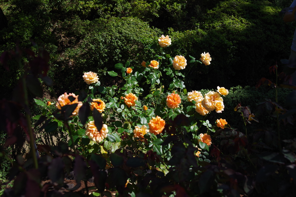 バラ_旧古河庭園