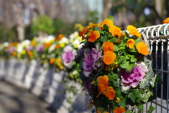 花吊り鉢_新宿中央公園