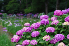 紫陽花_妙法寺