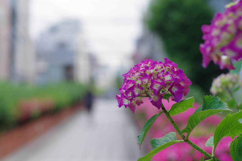 アジサイ_桃園川緑道