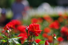バラ_神代植物公園