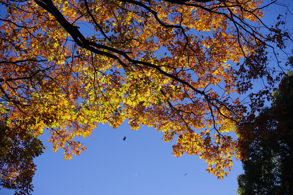見上げた先_明治神宮