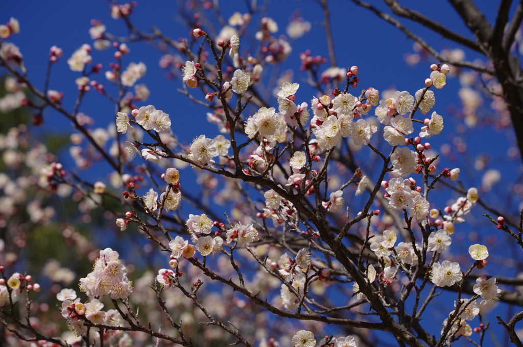 梅_哲学堂公園