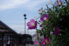 ペチュニア_金町駅前